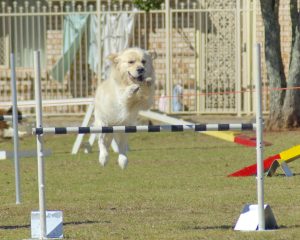 dog jumping