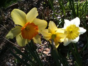 narcissus