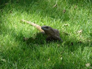 iguana